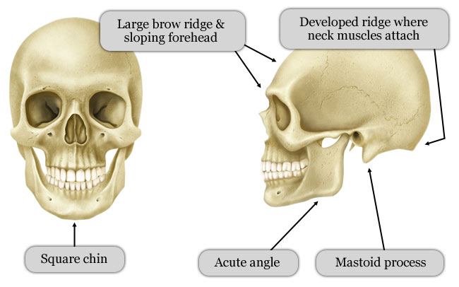 Female and Male Skull FFS